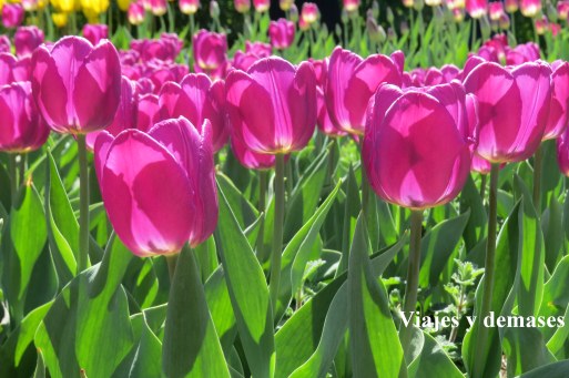 Tulipanes Parque Gorki, 9 de mayo Rusia