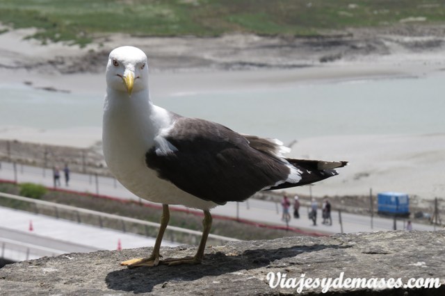 Pero sí hay gaviotas poseras...