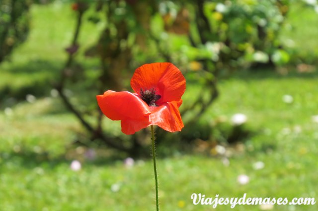 ¡Son tan bonitas las amapolas! (coquelicots)