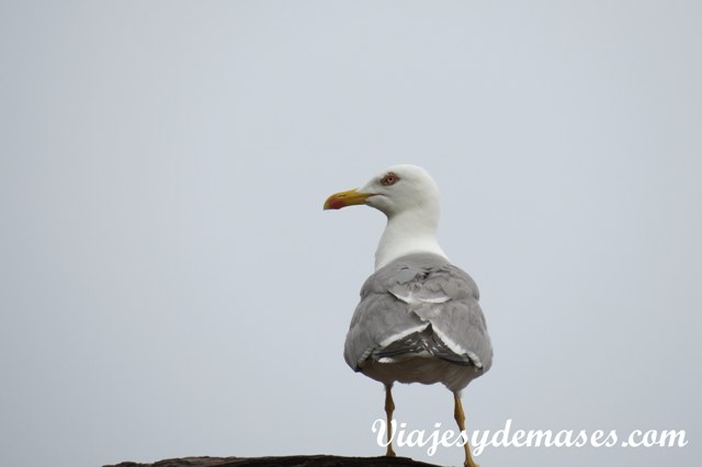 La gaviota amiga.