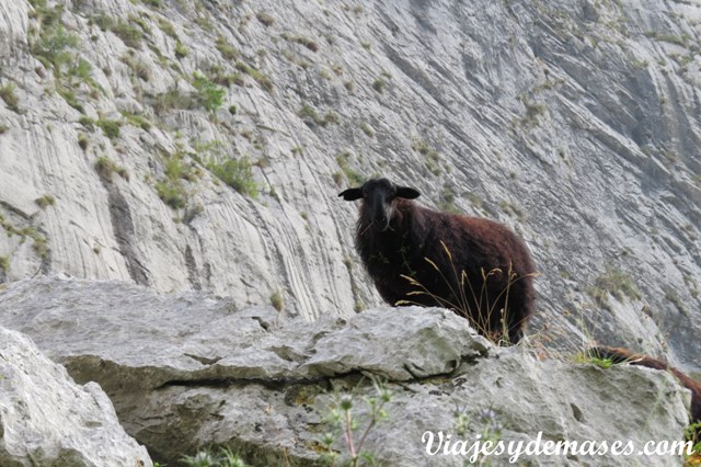 Nos cruzamos con varias ovejas en el camino.