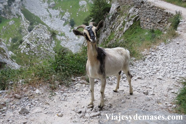 Esta cabra no estaba muy conenta con nuestra presencia...