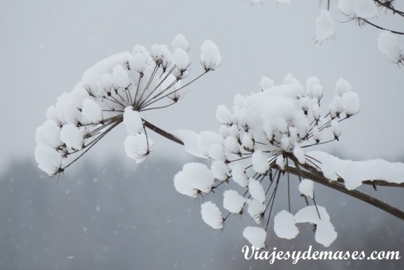 Flores de nieve Flores de nieve