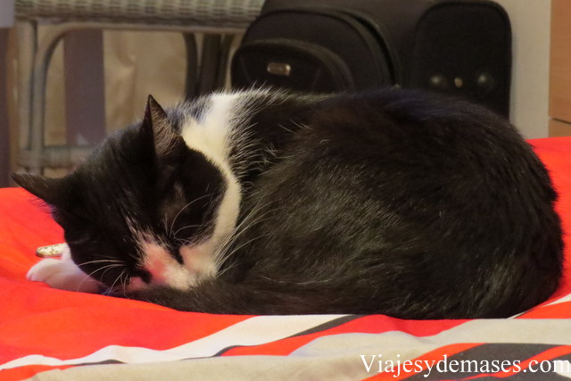 A Fellini le gustó el departamento que arrendamos por él.