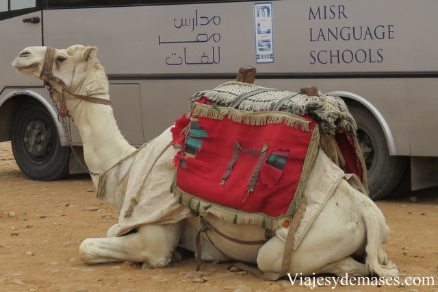 Por todo el sitio ofrecen paseos en camello.