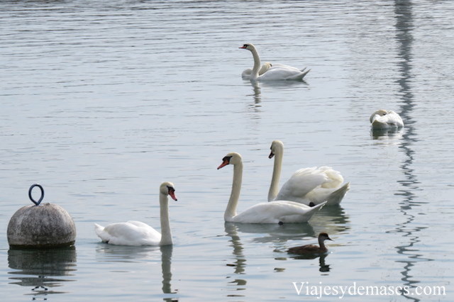 Me gustan muchos los cisnes.