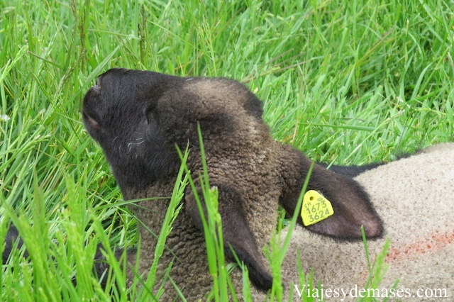 Una oveja indiferente.