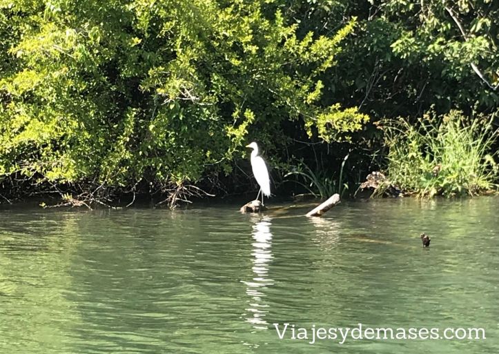 Flora y fauna de Río Dulce